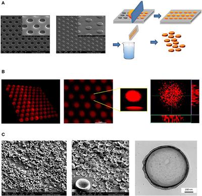 Optimizing the Pharmacological Properties of Discoidal Polymeric Nanoconstructs Against Triple-Negative Breast Cancer Cells